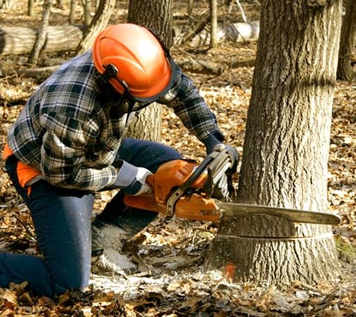 Tree Removal in Copan, OK